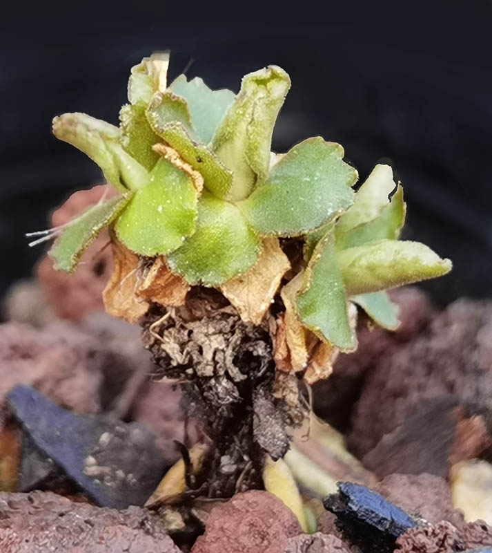 Primula hirsuta photo